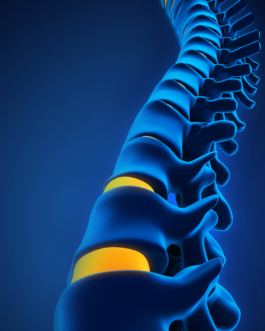 spine illustration